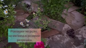 МУЛЬЧИРОВАНИЕ РОЗАРИЯ КАРТОНОМ | БОЙ С СОРНЯКАМИ ЗА КОПЕЙКИ