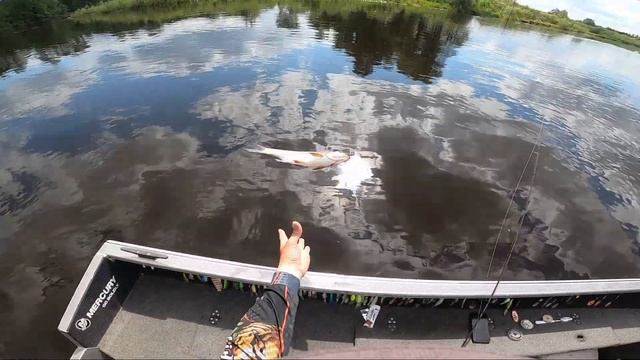 Жерех клюёт на всё!! Как поймать много жереха с лодки? смотреть онлайн