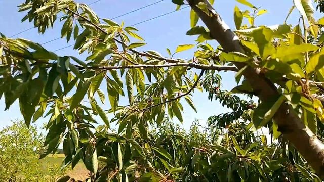 Увеличиваем урожай и профилактика заболеваний на черешне. смотреть онлайн