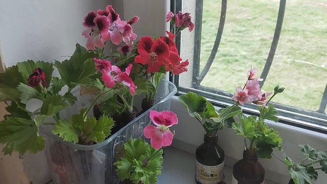 Чому загнивають живці пеларгонії так і не утворивши корінців? смотреть онлайн