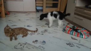 Сабака и кот
