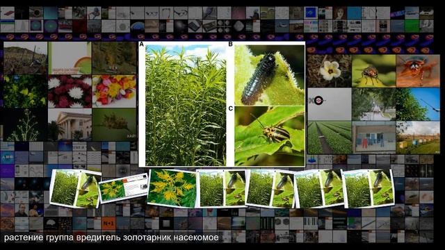 Инсектицид склонил золотарник к непотизму смотреть онлайн