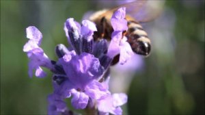 Bee loves Lavender (Lavandula)