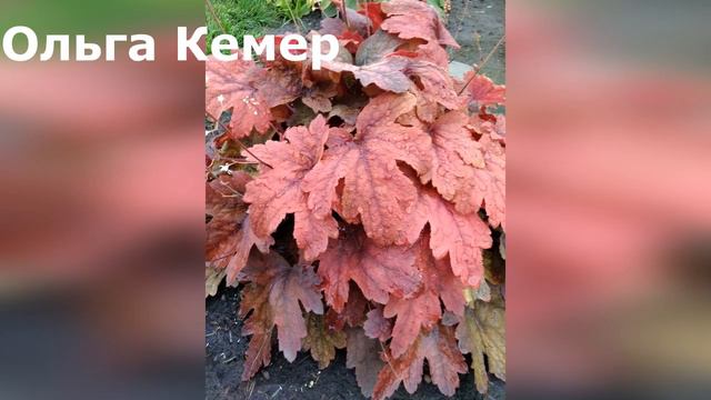 Цветы моих зрителей 2020 года. Часть 4. смотреть онлайн