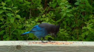 Cat TV for Cats to Watch ? Fascinating Birds and Their Squirrel Friends ? 8 Hours(4K HDR)