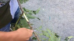 как сделать ЛУК своими руками В РЕАЛЬНОЙ ЖИЗНИ