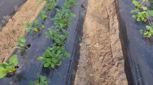 Клубника Надя, начало цветения, сезон 2024!