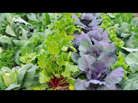 Сею свёклу и капусту в середине июля. YhZu-Ai2G1Q смотреть онлайн