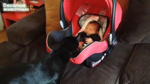 Кошки и младенцы: Первое знакомство - Cats and babies - Подборка приколов