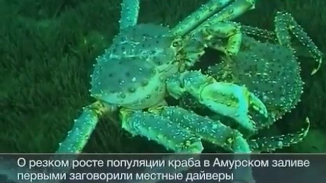 На Амуре зафиксированной небывалое нашествие крабов.