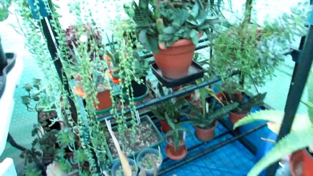 My Winter Flowering Succulents & Cacti in the Polytunnel in January смотреть онлайн