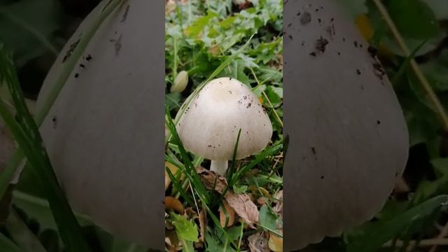 Бледная поганка/Dengerouse poison mushroom