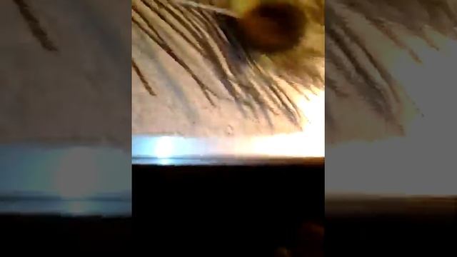 Перья павлина смотреть онлайн