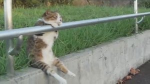 Самый грустный кот