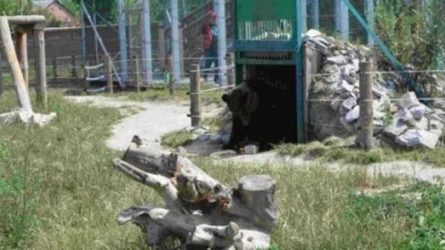 These bears were supposed to be given to the dogs! and BAD THING happen! смотреть онлайн
