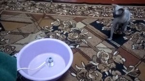 ultrasonic generator