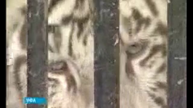 В уфе живёт белый тигр смотреть онлайн