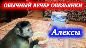 Обычный вечер маленькой домашней обезьянки Алексы!