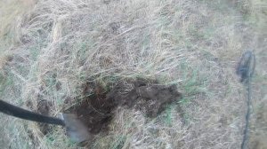 Неожиданно много металла коп в посадке. Мой рекорд чермета весной 2020 года.