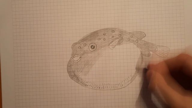 рисуем рыбу фугу смотреть онлайн