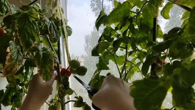 Обзор Огорода на Балконе 2022, Часть5. Богатый Урожай Помидор в Городской Квартире.