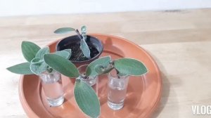 Tradescantia Sillamontana | Cobweb Spiderwort Care Guide & Propagation