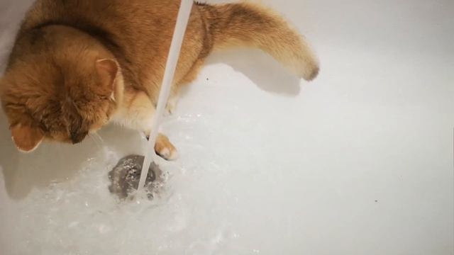 Британский котёнок,окрас ny 12. Девочка Stacy De Kotov смотреть онлайн