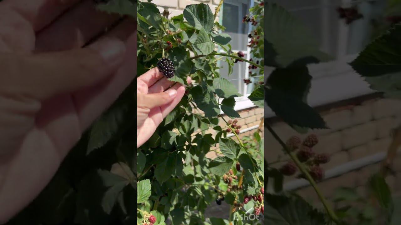 Зал Славы. Наша ежевика в хозяйстве Татьяны. смотреть онлайн