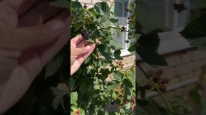 Зал Славы. Наша ежевика в хозяйстве Татьяны.