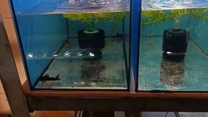 Разведение коридорасов. Корики Блэк и Штерба.