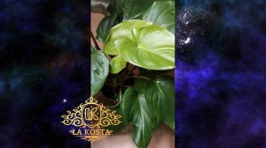 Хомаломена Рубесценс Магги