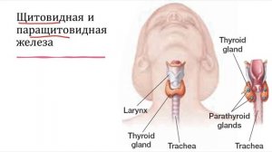 Эндокринная система (введение)