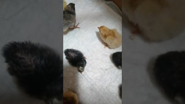 Суточные цыплята. Первые часы жизни. смотреть онлайн