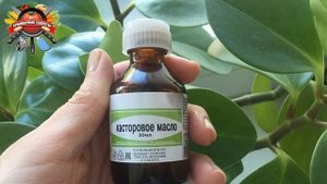 Комнатные растения будут цвести ярче, если использовать касторовое масло по надежному рецепту!