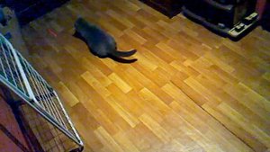 Кошка напала на хозяина!!! ШОК!!! Детям до 16 просмотр запрещён!!!Новое видео! Смотреть всем!