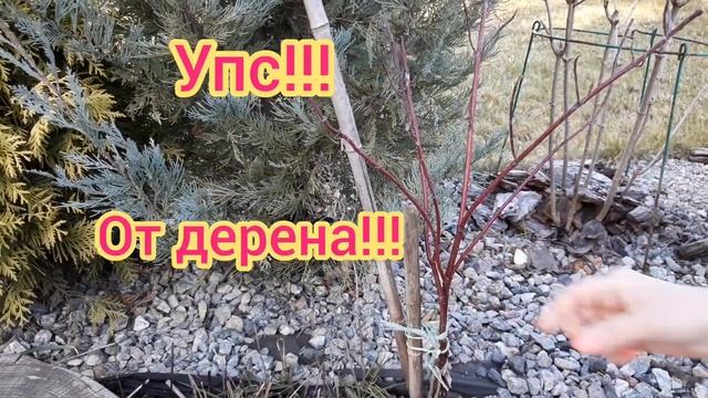 Топ 9 самых красивых декоративных кустарников в моем саду. #Сад#Дача#Сад СветаСветланы # смотреть онлайн