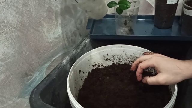 Эксперимент грунт для цитрусовых (1)
