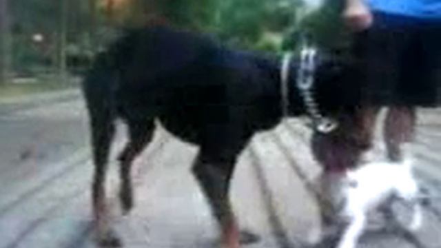 Flash the Jack Russell vs Duque the Doberman смотреть онлайн