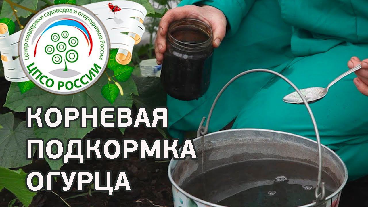 Огурцы - корневая подкормка в теплице. Выращивание огурцов.
