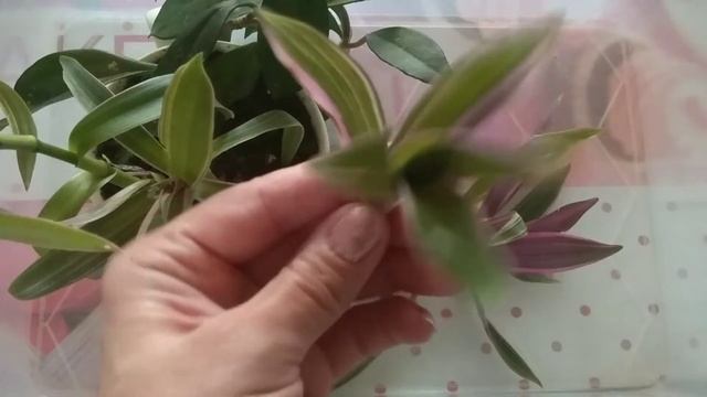 Хойя мясистая (Hoya carnosa) восковой плющ, Рэо discolor ‘Stripe in Pink’ обзор обрезка в феврале смотреть онлайн