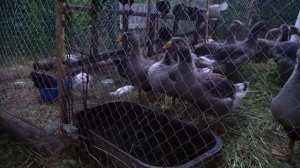Гуси Крупный серый, возраст 1,5 месяца. Гусята породы "Крупная серая".