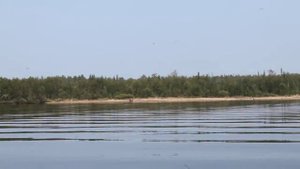 Озеро Колозеро. Встреча с медведем.