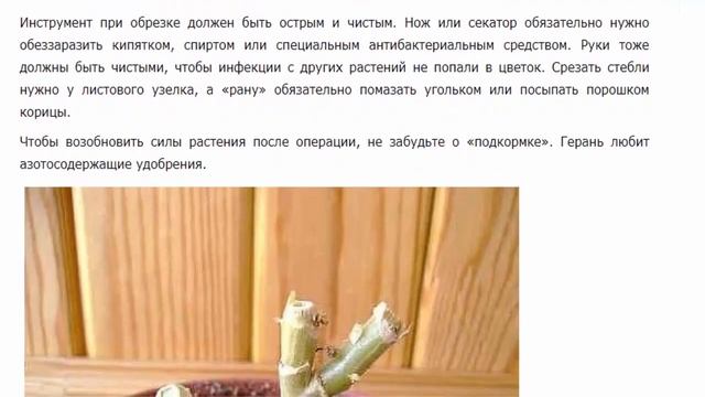 КАК ПРАВИЛЬНО ОБРЕЗАТЬ ГЕРАНЬ, ЧТОБЫ ОНА ПЫШНО ЦВЕЛА смотреть онлайн
