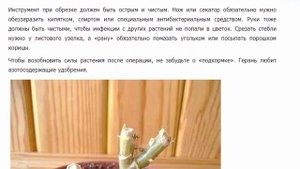 КАК ПРАВИЛЬНО ОБРЕЗАТЬ ГЕРАНЬ, ЧТОБЫ ОНА ПЫШНО ЦВЕЛА