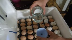 Инкубация куриных яиц. Изменение режима инкубации и овоскопирование яиц. Часть 3