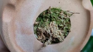 Скальные Лелии...редкие варитеты.Новички.