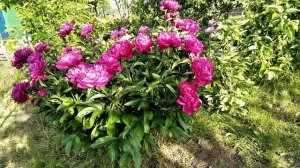 Пионовый Рай