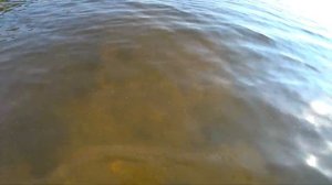 Отдых на озере Врево. Бабаки- ныряки!
