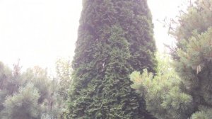 КАК ПОДГОТОВИТЬ ХВОЙНЫЕ К ЗИМЕ И КАК ПРАВИЛЬНО ИХ ПОСАДИТЬ!