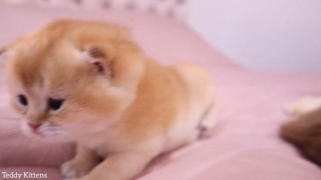 Cat Mom bothers her kitten during dinner | The kitten is indignant ! 🤨😍 смотреть онлайн